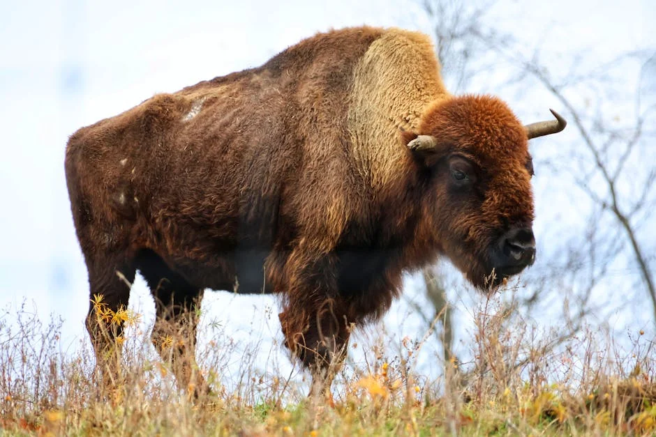 Bison Bank Duplicates Profits for Five Million in 2025 — Impact of War 'Marginal' — Economy Business