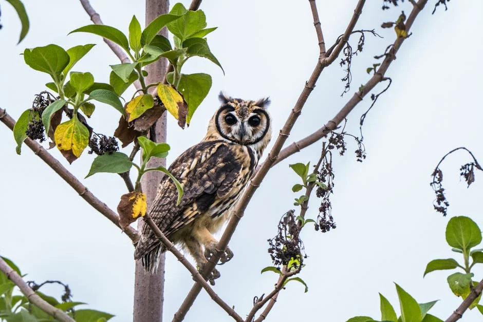 Blue Owl Capital Slams Ormuz Amid Trump Tensions — Economy Business