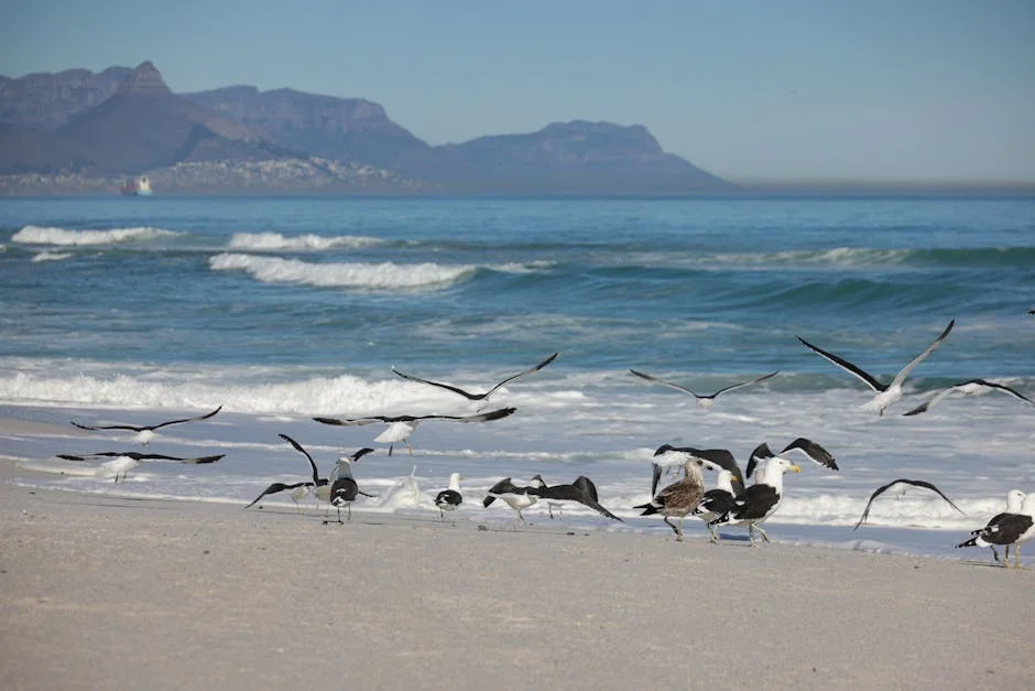 Cape Town Launches Zeekoevlei Revamp Amid Economic Hopes