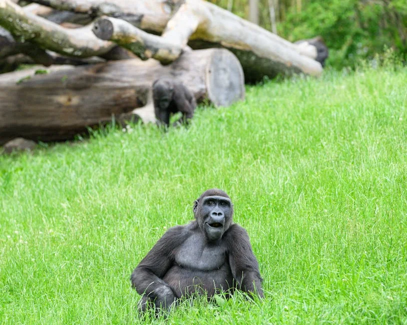 Congo's TV Treasures Reeled In By Dedicated Saviors - What It Means For SG Investors