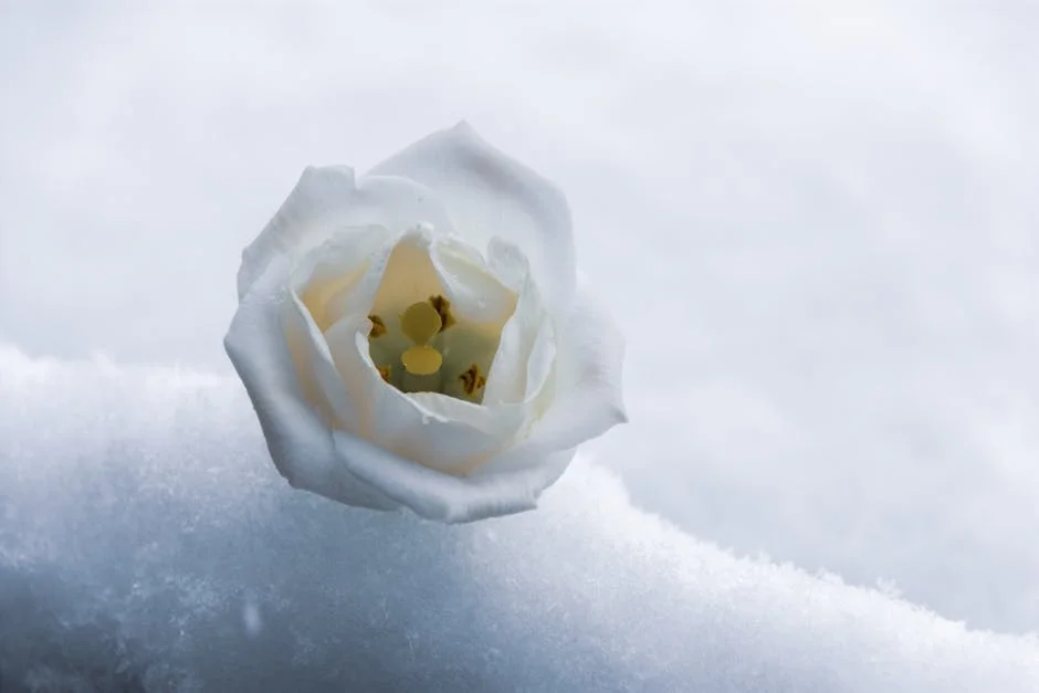 Dorgeles Slams Into SG Markets as Carlos Vicens Makes Three Changes - The Full Story — Economy Business