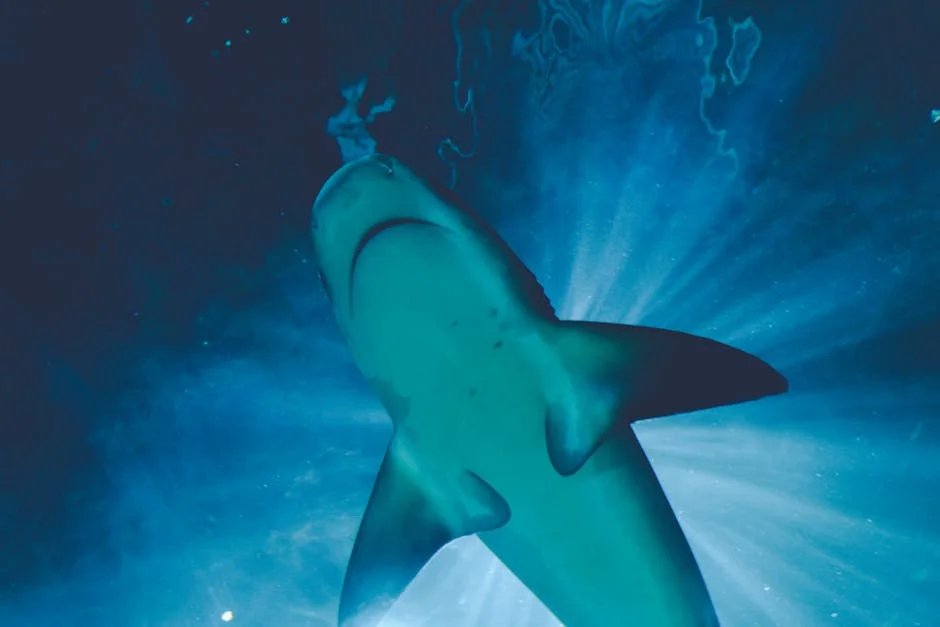 Great White Shark Kills Man in Western Australia — Fishing Industry Faces Impact — Environment Nature