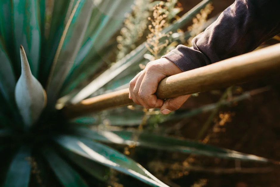India Cultivates Agave — A New Drinks Industry Takes Shape — Health Medicine
