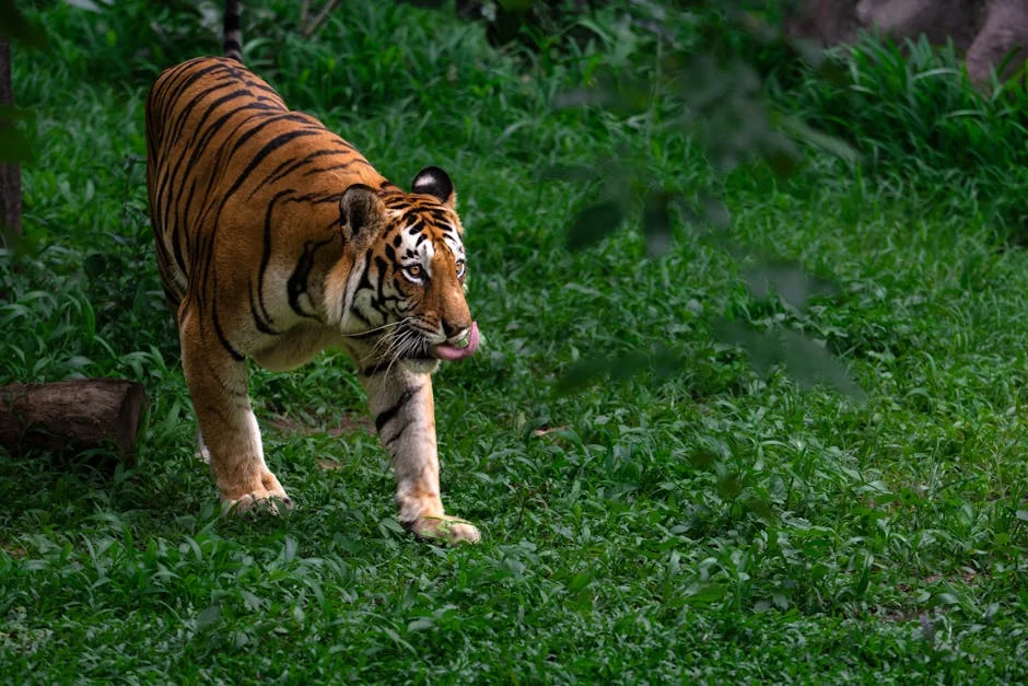 India Hosts Global Big Cat Summit — Tourism Markets React — Education