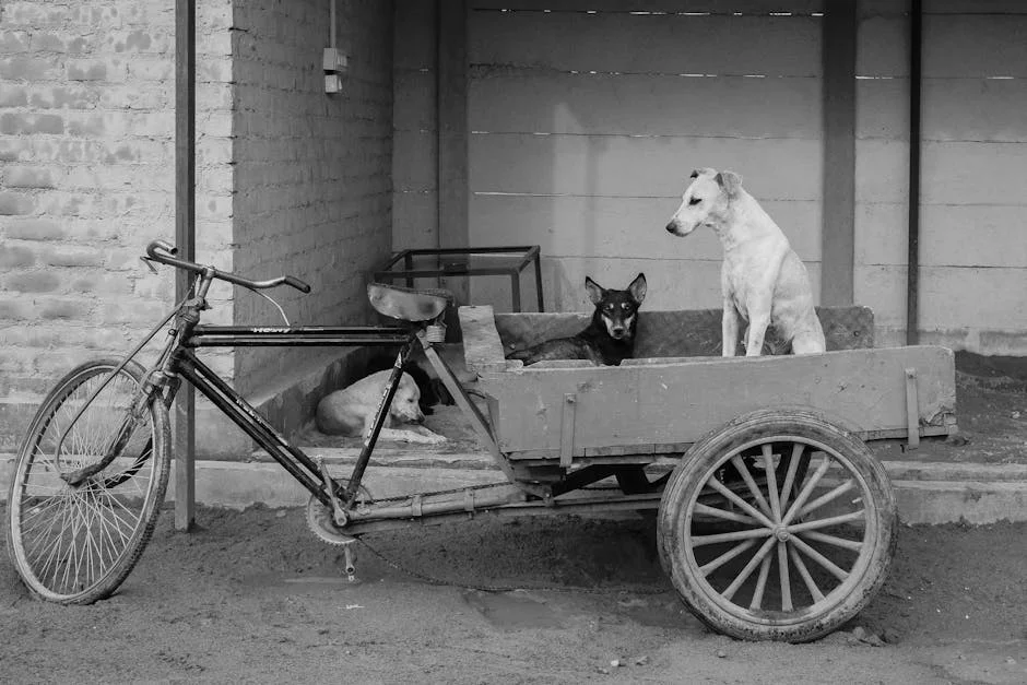 India's Stray Dog Crisis Triggers $500M Economic Drain — World Affairs