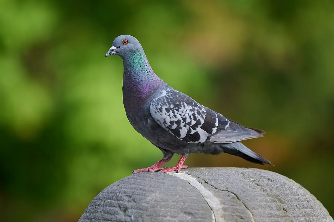 Iran Threatens London, Paris, Berlin as Tensions Escalate