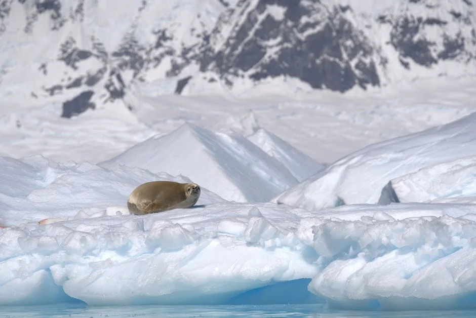 Japan MP Warns China Eyes Antarctic 'Treasure Trove' — Claim Draws Global Skepticism — Politics Governance