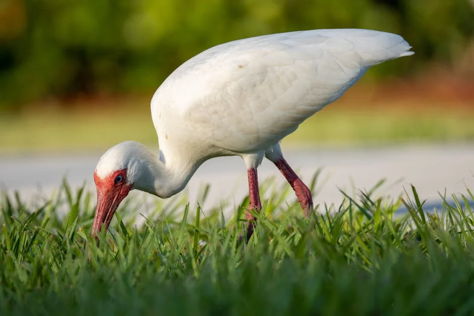 Japan's Crested Ibis Comeback Signals Boom for Eco-Tourism Investors — Environment Nature
