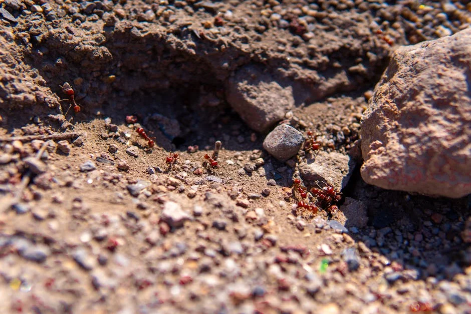 Kenya's Ant Smuggling Boom: How Nairobi Became a Global Nexus — Culture Arts