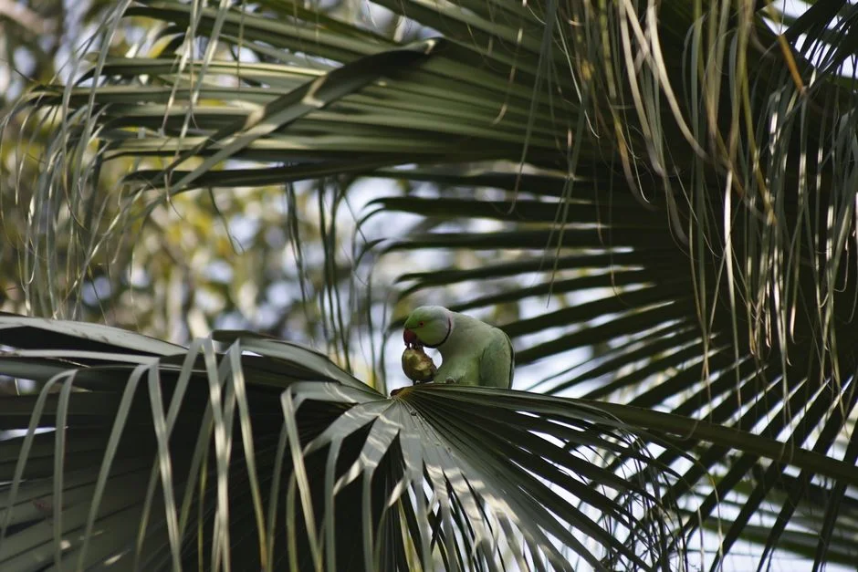 Nacho and Trixie: New Zealand Parakeet Pair at Centre of Species Revival Push — World Affairs