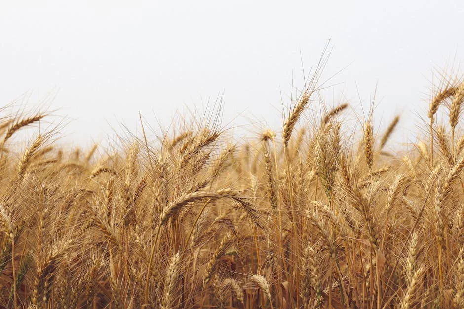 Nigeria Halts Wheat Imports — Prices Surge Amid Currency Crisis — Economy Business