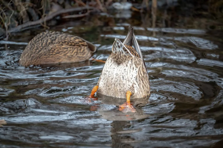 Oilers Outlast Ducks as Draisaitl Returns, Impact on SG Markets Uncertain — Economy Business