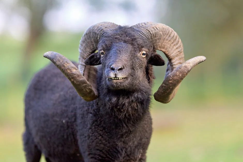 RAM Prices Kill Nothing's CMF Phone Launch — Budget Market Braces