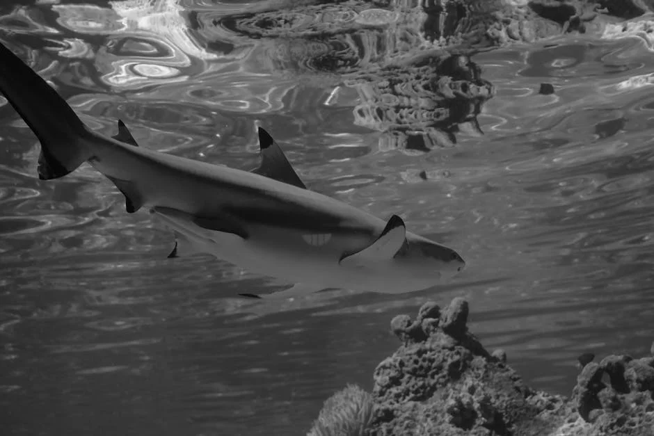 Shark Attack at Rottnest Island Triggers Tourism Revenue Fears — Culture Arts