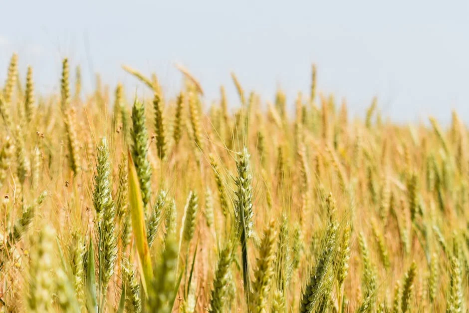 South Africa Halts Wheat Imports Amid Currency Crisis — and Prices Are Already Rising — Economy Business