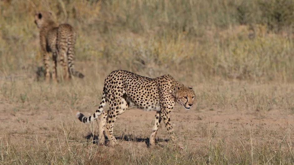 South Africa's Northern Cape Braces for Cold Weather Impact — Economy Business