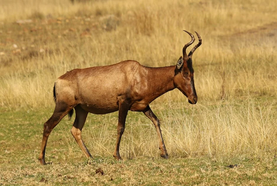 South Africa's Springboks Exodus Sparks Economic Worry — Economy Business