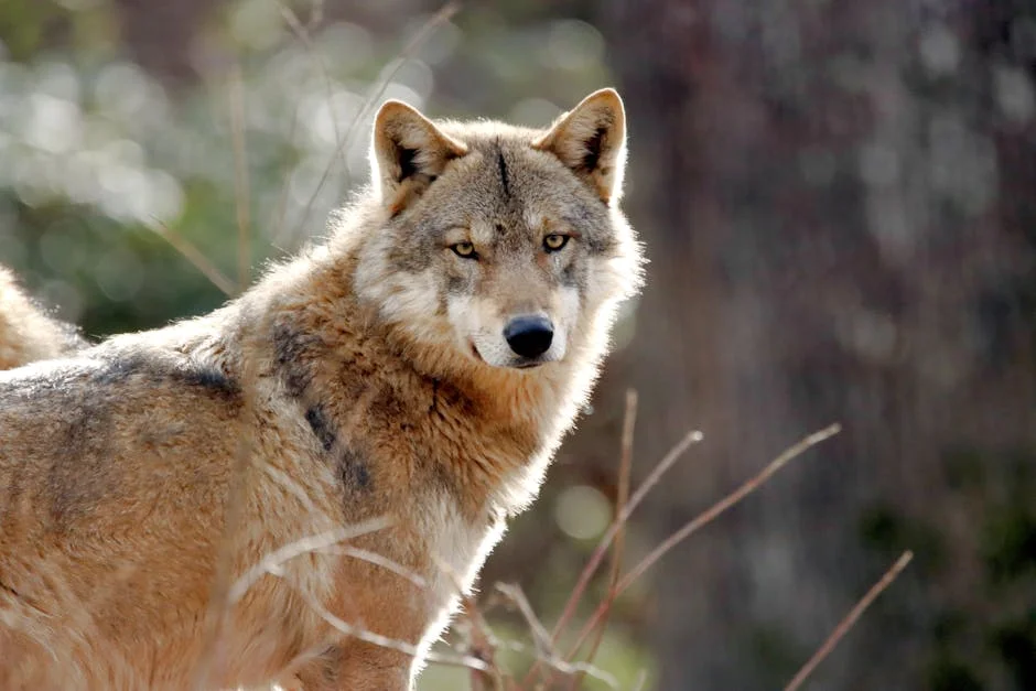 South Korea Captures Runaway Wolf After 9-Day Search — Economy Business