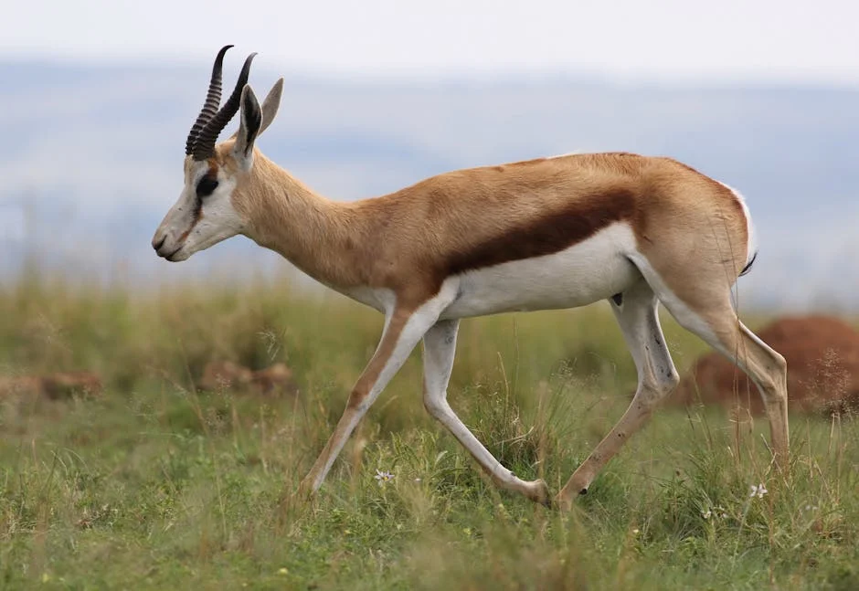 Springbok Faces Ban as Regulators Finalize Decision — Economy Business