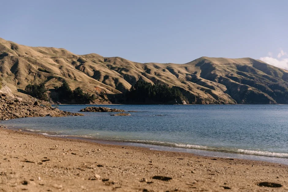 Tilly Corteen’s Wicket Triggers New Zealand Cricket Market Shifts — Culture Arts