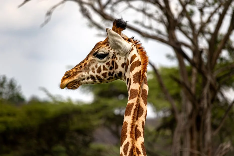 US Deports Eight Africans to Uganda Amid Legal Dispute — Economy Business