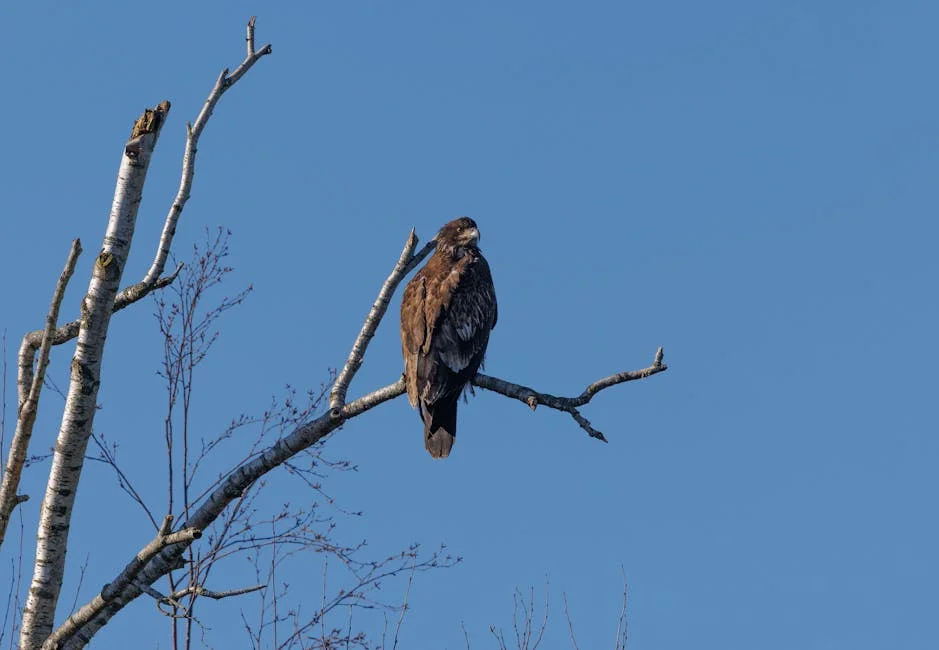 US Orders F-15E Strike Eagle Deployment — What Impact on SG Markets?