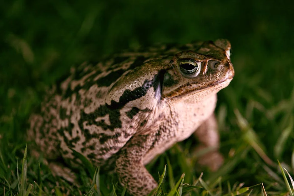 Volunteers Rally to Save 1,000 Breeding Toads After Reservoir Drained — Economy Business